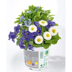 Frühlings-Mix Topf Durchmesser 13 cm ^ Plantiflor Online