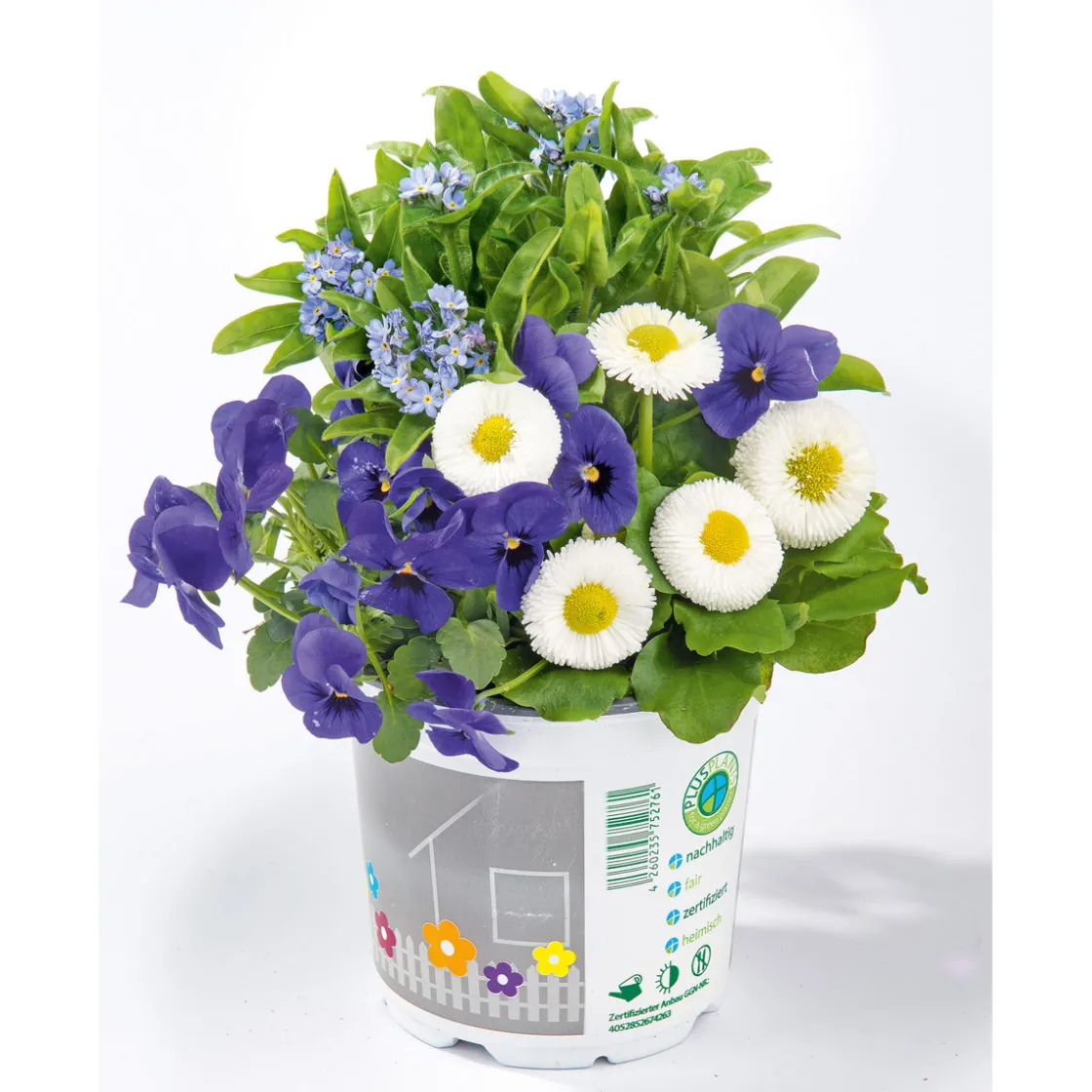 Frühlings-Mix Topf Durchmesser 13 cm ^ Plantiflor Online