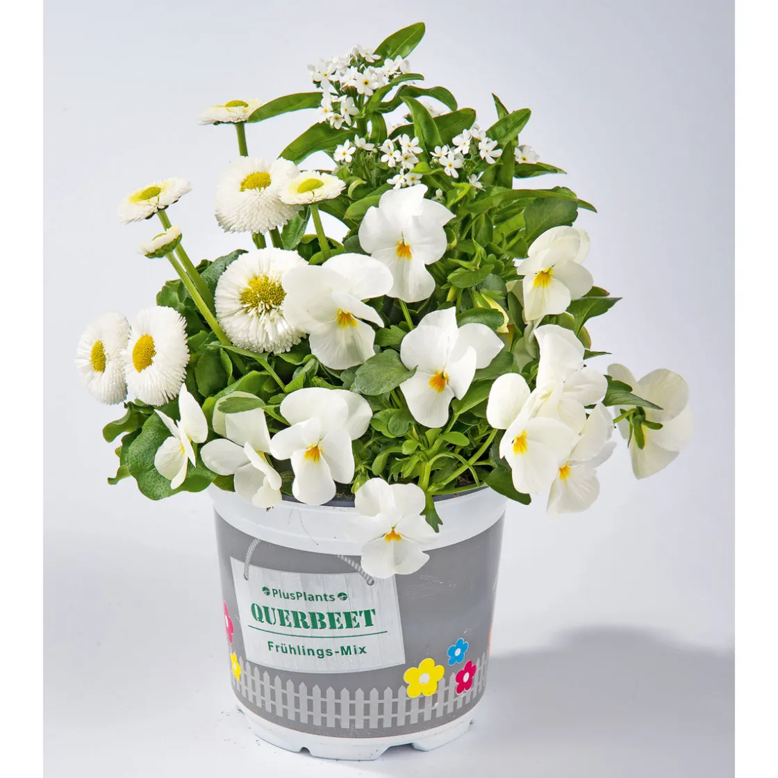 Frühlings-Mix Topf Durchmesser 13 cm ^ Plantiflor Online