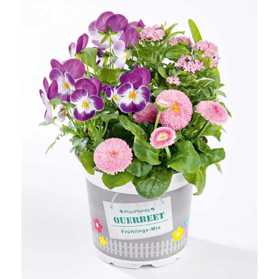 Frühlings-Mix Topf Durchmesser 13 cm ^ Plantiflor Online