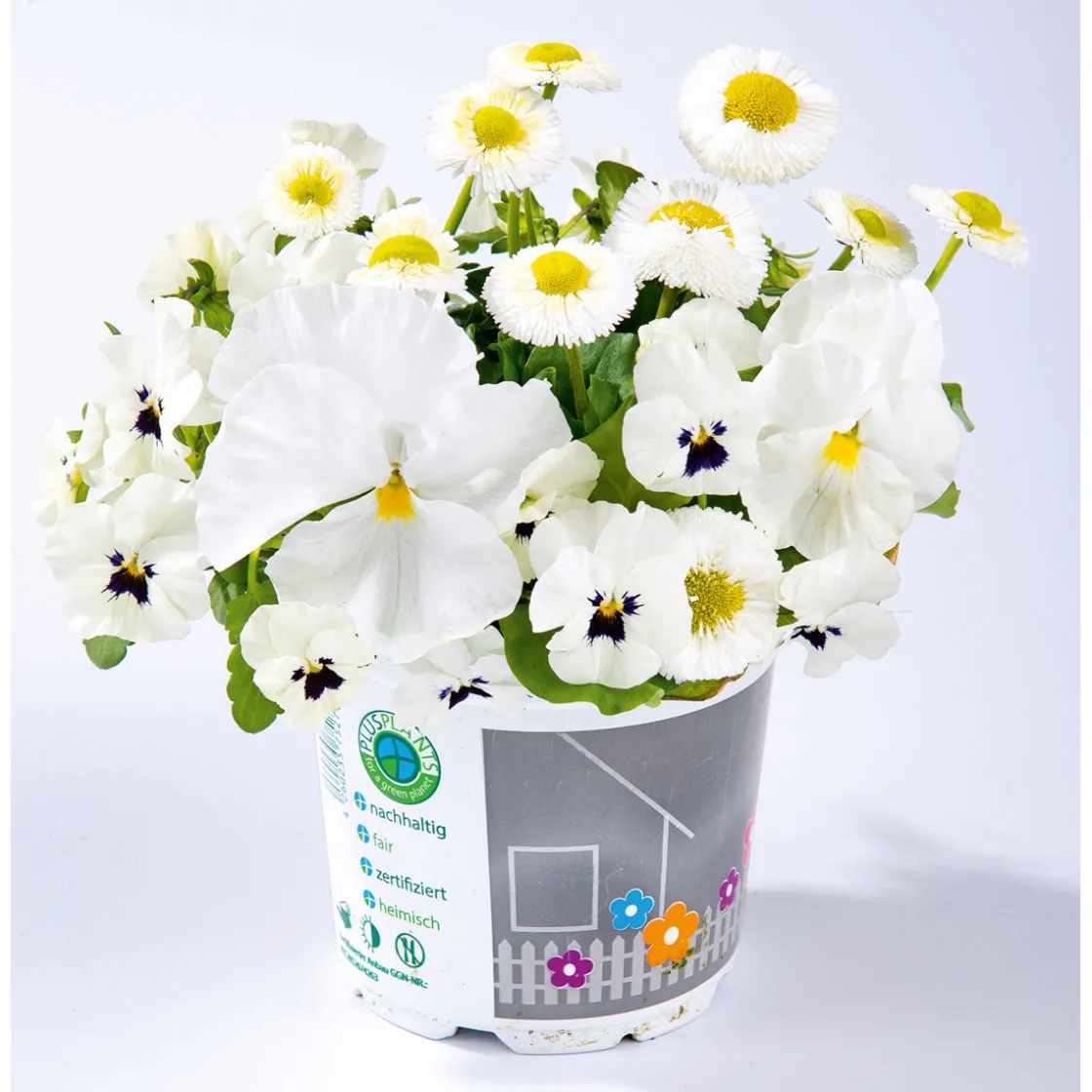 Frühlings-Mix Topf Durchmesser 13 cm ^ Plantiflor Online