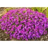 Frühlingsstauden Topf Durchmesser 11 cm ^ Plantiflor Discount