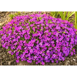 Frühlingsstauden Topf Durchmesser 11 cm ^ Plantiflor Discount