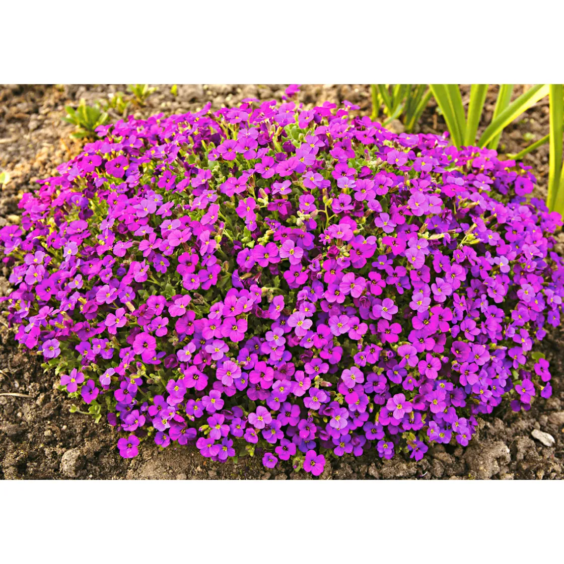 Frühlingsstauden Topf Durchmesser 11 cm ^ Plantiflor Discount