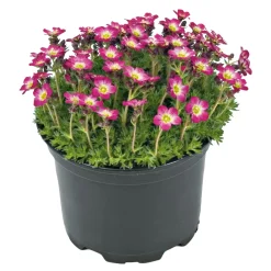 Frühlingsstauden Topf Durchmesser 11 cm ^ Plantiflor Discount