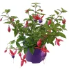 Fuchsie hängend Topf Durchmesser 12 cm ^ Plantiflor Online