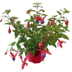 Fuchsie hängend Topf Durchmesser 12 cm ^ Plantiflor Online