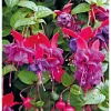 Fuchsie stehend Topf Durchmesser 12 cm ^ Plantiflor Clearance