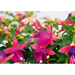 Fuchsie stehend Topf Durchmesser 12 cm ^ Plantiflor Clearance