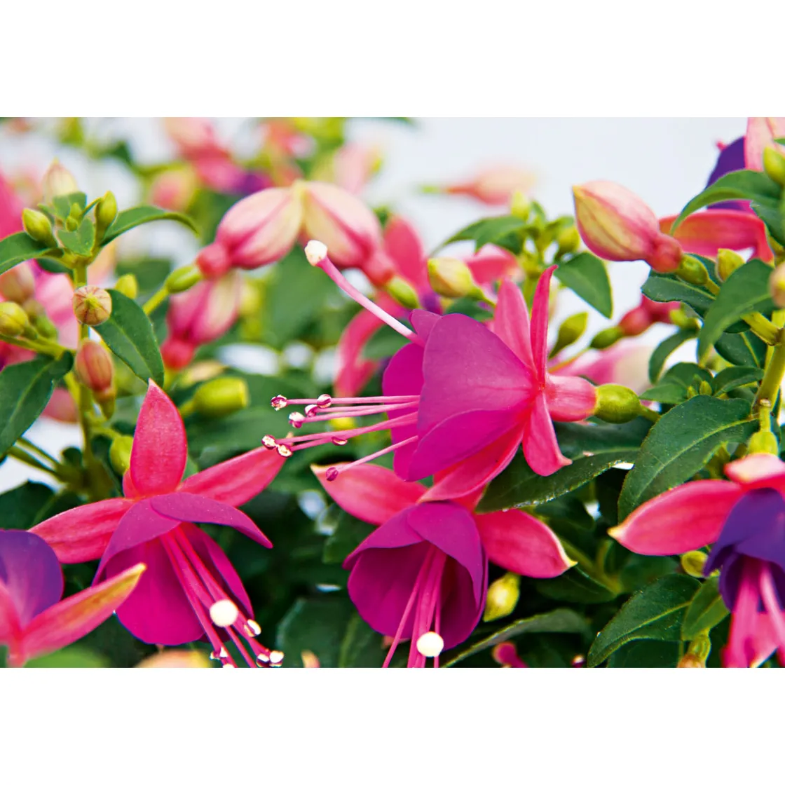 Fuchsie stehend Topf Durchmesser 12 cm ^ Plantiflor Clearance
