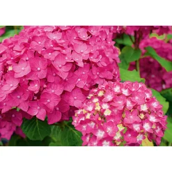 Gartenhortensie Macrophylla Topf- Durchmesser 17 cm ^ Plantiflor New