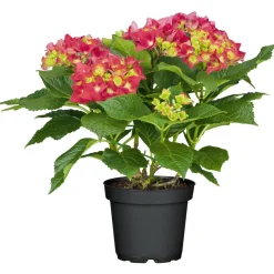 Gartenhortensie Macrophylla Topf- Durchmesser 17 cm ^ Plantiflor New