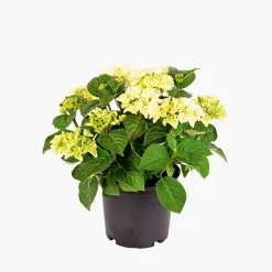 Gartenhortensie Topf Durchmesser 23 cm ^ Plantiflor New