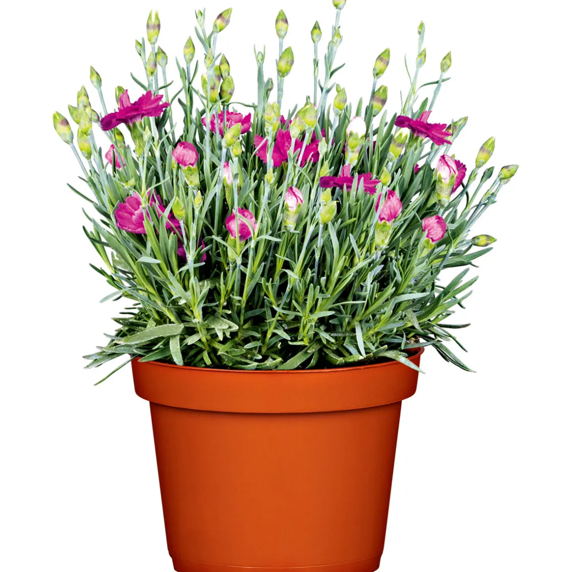 Garten-Nelke Topf Durchmesser 12 cm ^ Plantiflor New