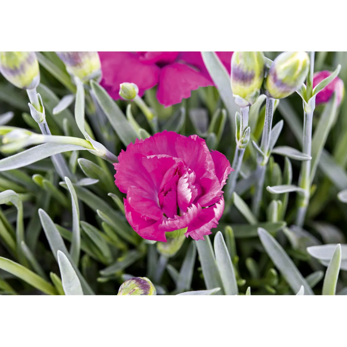 Garten-Nelke Topf Durchmesser 12 cm ^ Plantiflor New