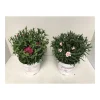 Gartennelke verschiedene Farben T17 ^ Plantiflor New