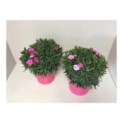 Gartennelke verschiedene Farben T17 ^ Plantiflor New