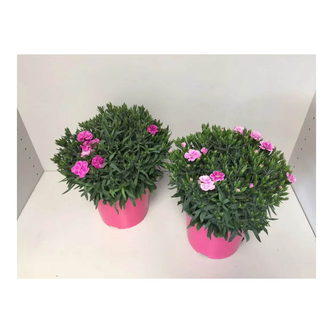 Gartennelke verschiedene Farben T17 ^ Plantiflor New