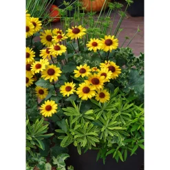 Garten-Sonnenauge C3 ^ Plantiflor Outlet