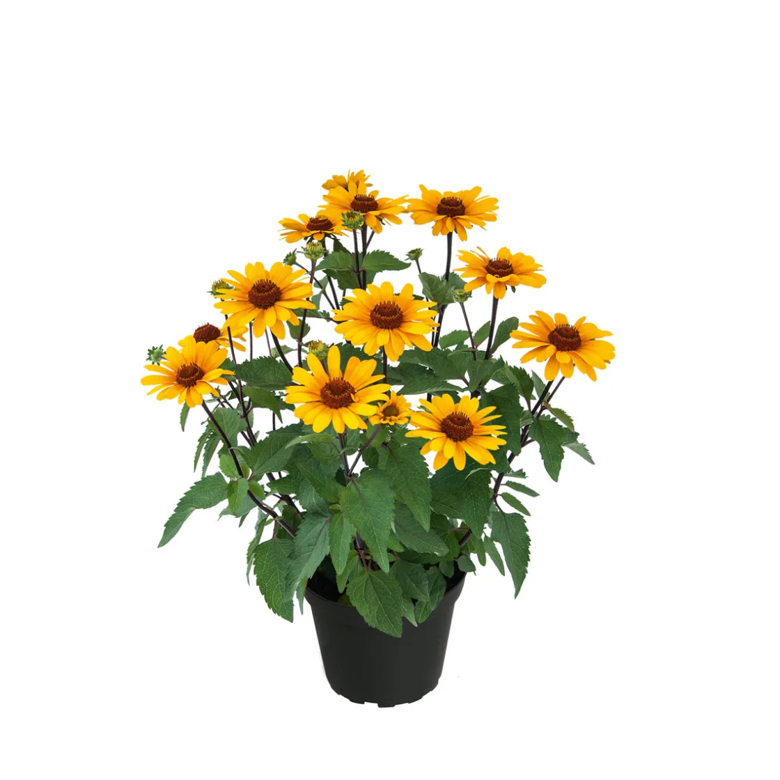 Garten-Sonnenauge C3 ^ Plantiflor Outlet