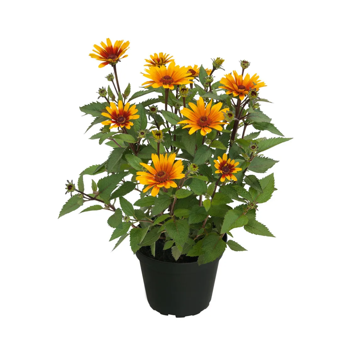 Garten-Sonnenauge C3 ^ Plantiflor Outlet