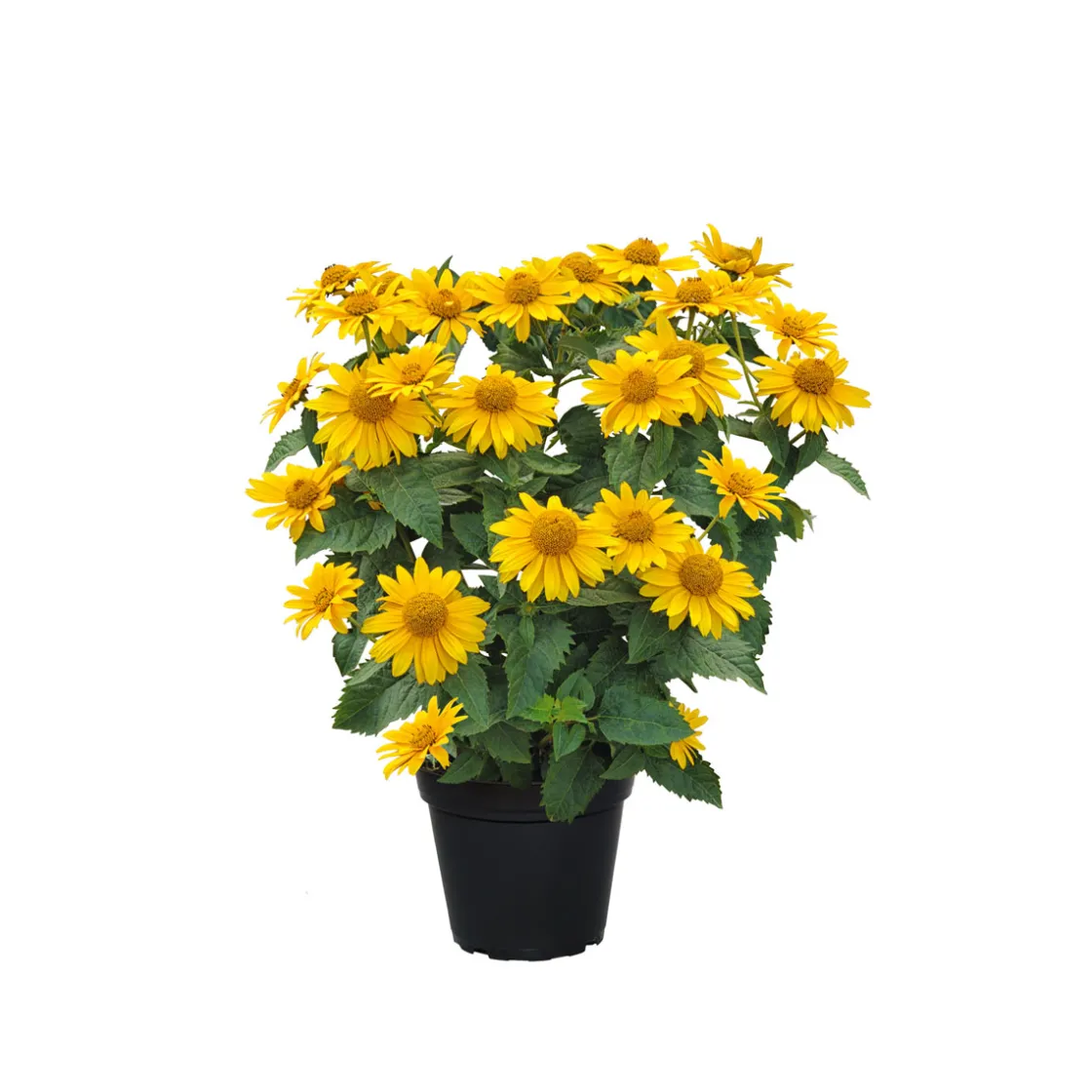 Garten-Sonnenauge C3 ^ Plantiflor Outlet