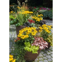 Garten-Sonnenauge C3 ^ Plantiflor Outlet