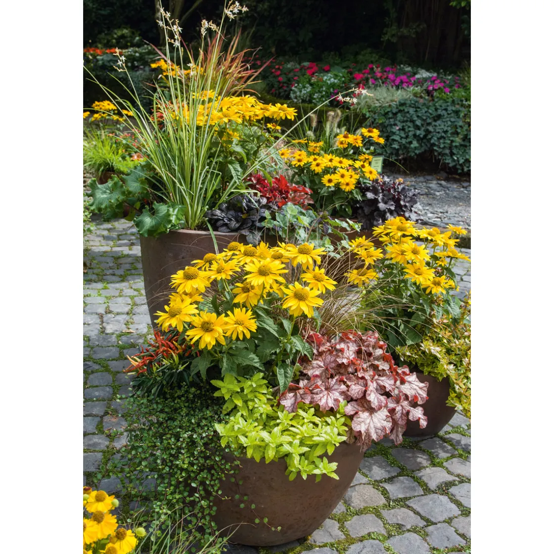 Garten-Sonnenauge C3 ^ Plantiflor Outlet