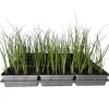 Gemüsejungpflanze Porre/Lauch 6er-Tray ^ Plantiflor Best