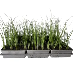 Gemüsejungpflanze Porre/Lauch 6er-Tray ^ Plantiflor Best