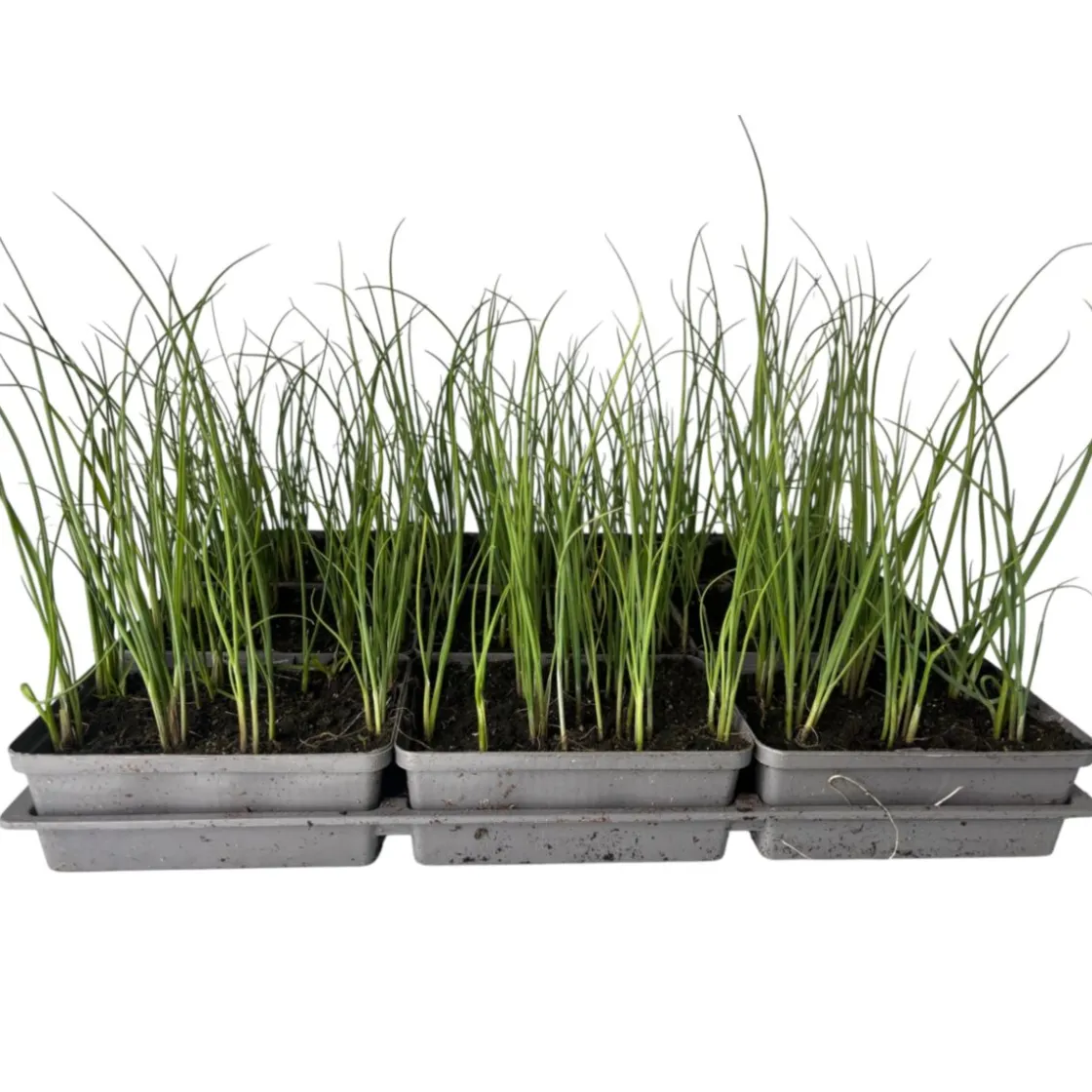 Gemüsejungpflanze Porre/Lauch 6er-Tray ^ Plantiflor Best