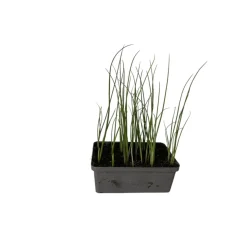 Gemüsejungpflanze Porre/Lauch 6er-Tray ^ Plantiflor Best