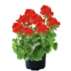 Geranie stehend im Topf Durchmesser 10,5 cm ^ Plantiflor Hot