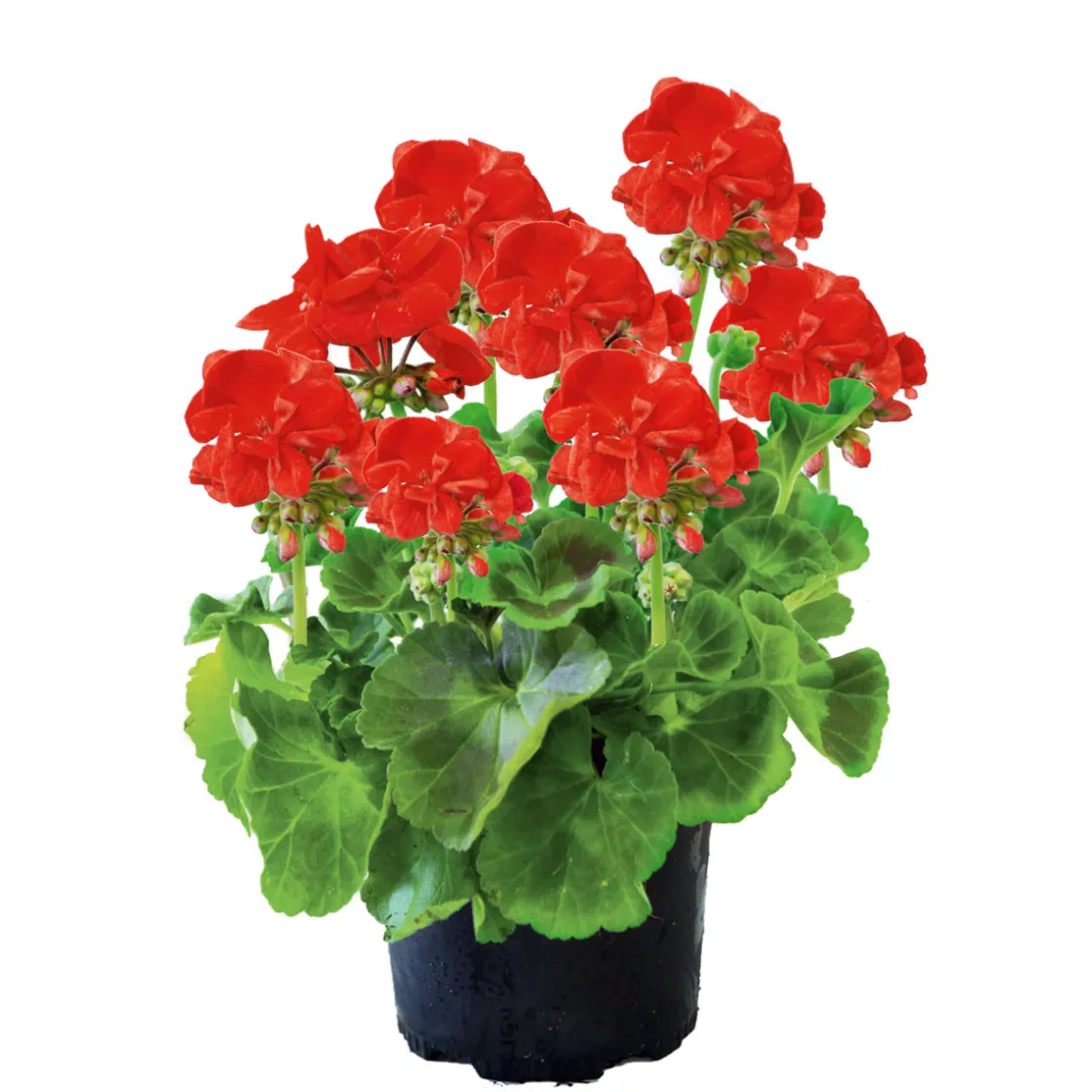 Geranie stehend im Topf Durchmesser 10,5 cm ^ Plantiflor Hot