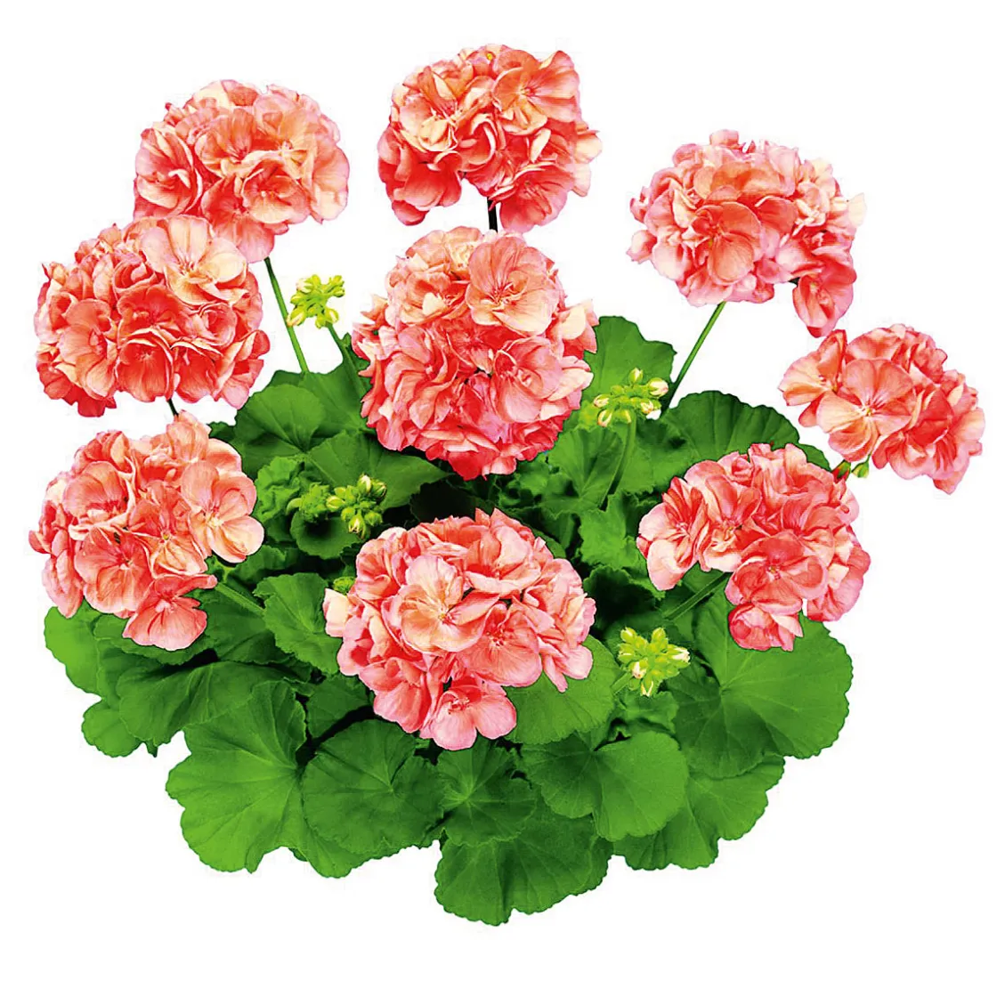 Geranie stehend im Topf Durchmesser 10,5 cm ^ Plantiflor Hot
