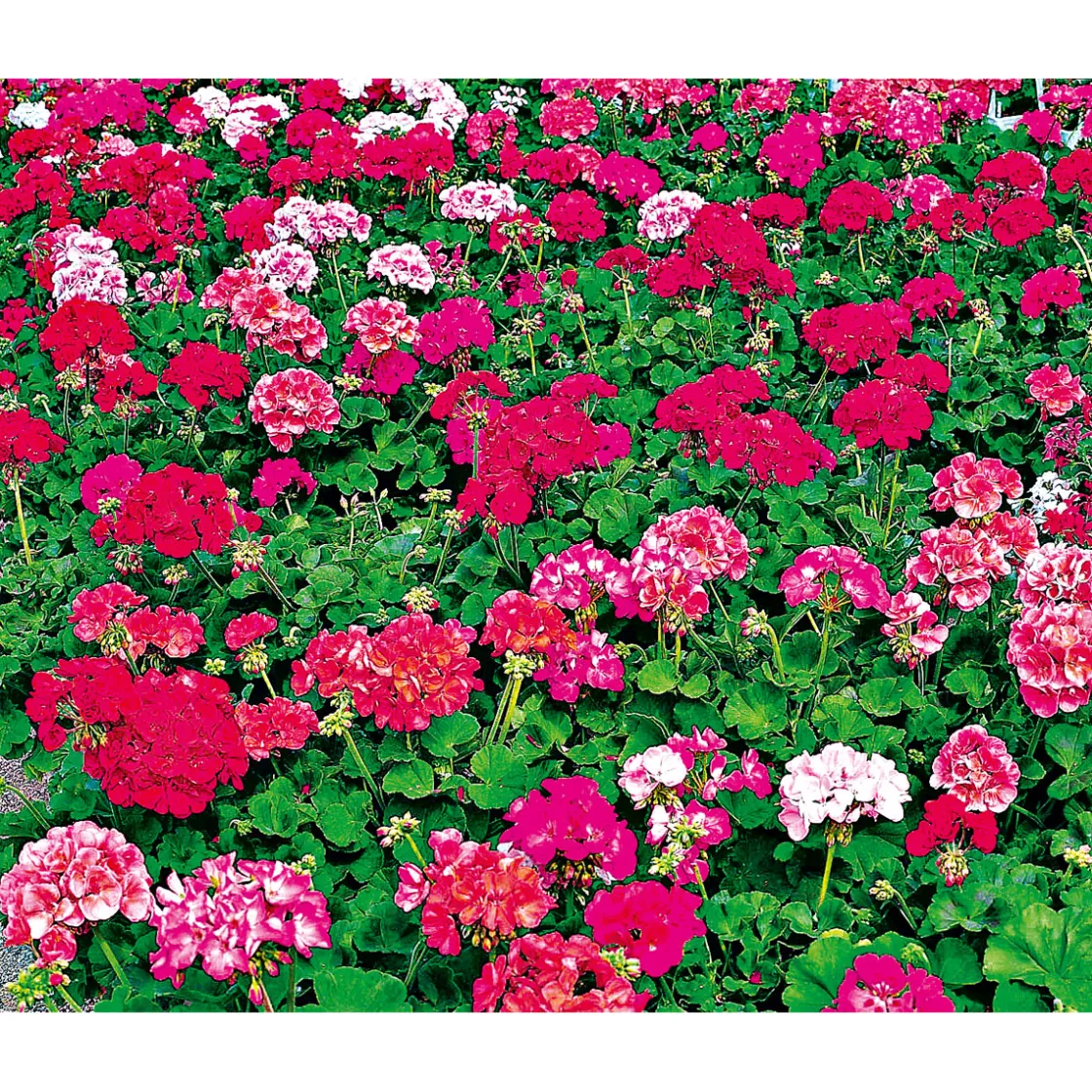 Geranie stehend im Topf Durchmesser 10,5 cm ^ Plantiflor Hot