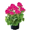Geranie stehend Topf- Durchmesser 12 cm ^ Plantiflor Hot