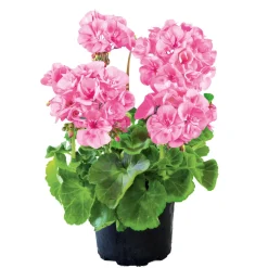 Geranie stehend Topf- Durchmesser 12 cm ^ Plantiflor Hot