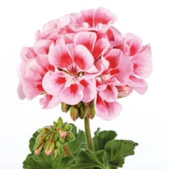 Geranie stehend Topf- Durchmesser 12 cm ^ Plantiflor Hot