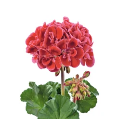 Geranie stehend Topf- Durchmesser 12 cm ^ Plantiflor Hot