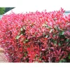 Glanzmispel Red Robin im Topf Durchmesser 17 cm ^ Plantiflor Sale