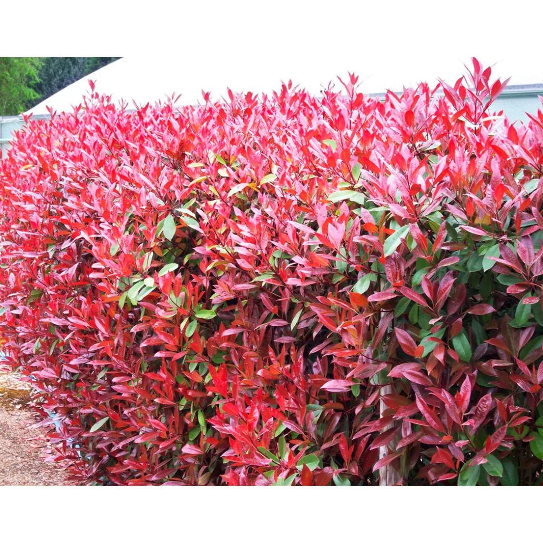 Glanzmispel Red Robin im Topf Durchmesser 17 cm ^ Plantiflor Sale