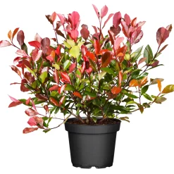 Glanzmispel Red Robin im Topf Durchmesser 17 cm ^ Plantiflor Sale