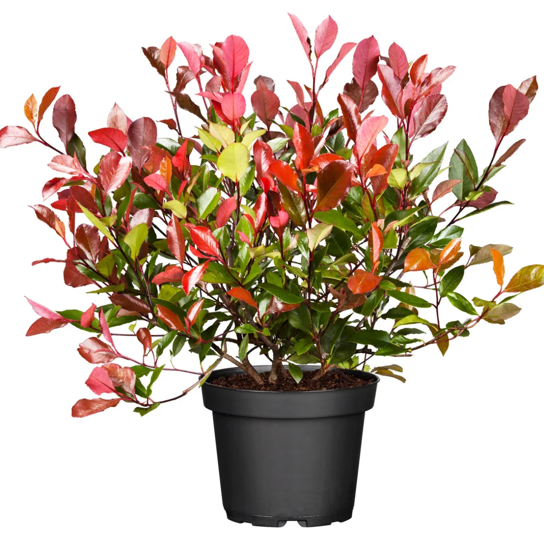 Glanzmispel Red Robin im Topf Durchmesser 17 cm ^ Plantiflor Sale