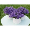 Glockenblume blau Topf 11 cm ^ Plantiflor Sale