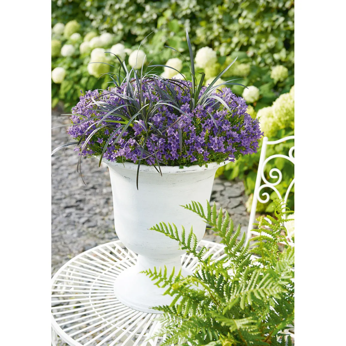Glockenblume blau Topf 11 cm ^ Plantiflor Sale