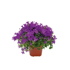 Glockenblume blau Topf 11 cm ^ Plantiflor Sale