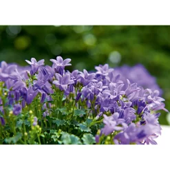 Glockenblume blau Topf 11 cm ^ Plantiflor Sale