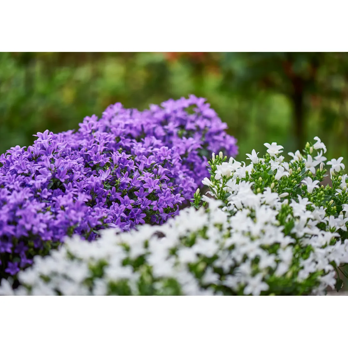 Glockenblume blau Topf 11 cm ^ Plantiflor Sale
