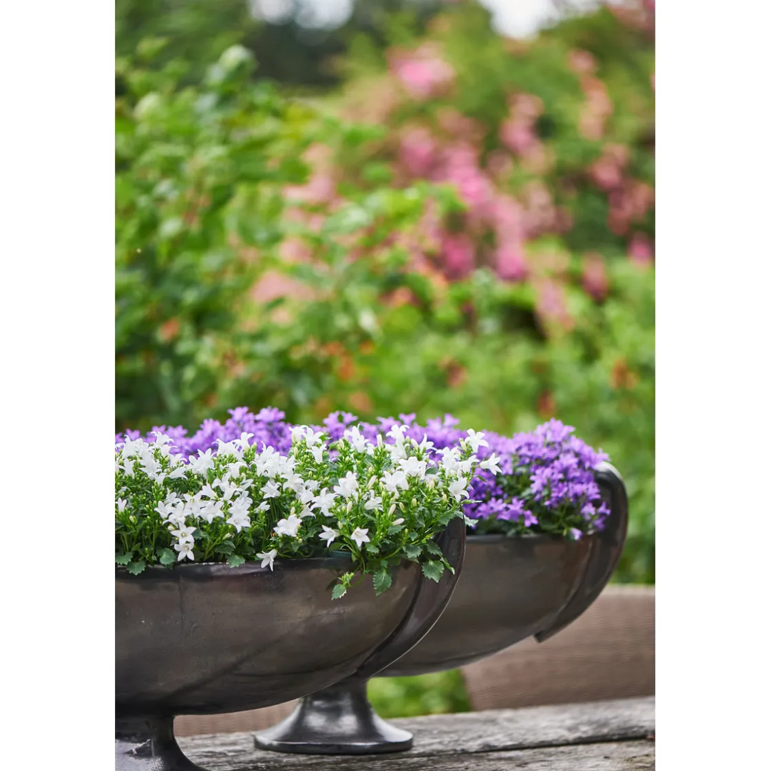 Glockenblume blau Topf 11 cm ^ Plantiflor Sale
